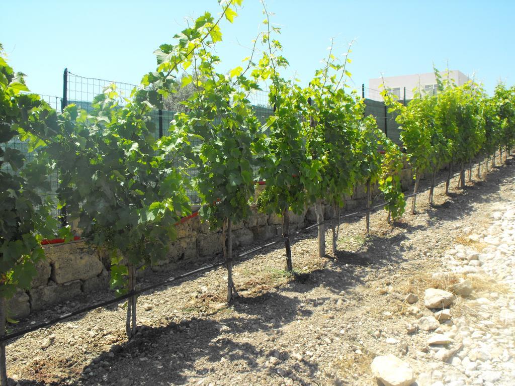 Agriturismoeloropizzuta Lido di Noto Bagian luar foto